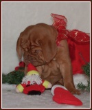 kerst pup